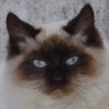 LoveMyCat