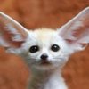 DoxTheFox